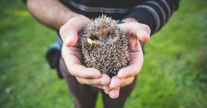 Quit Your Job Now, Because This Company Is Looking For A Full-Time Hedgehog Officer