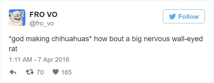 How Chihuahuas Were Created