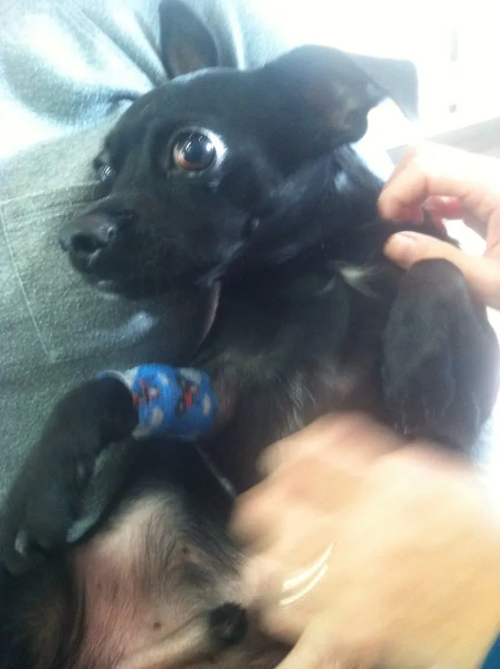 Going To The Vet