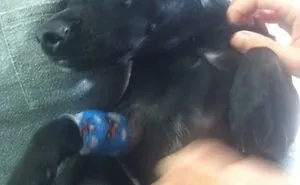 Going To The Vet