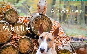 64 Animal Brothers From Other Mothers