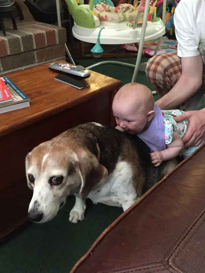 Baby climbing on dog showing why kids can't be left alone with their dads