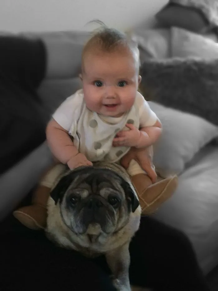 Baby sitting on pug dog indoors in playful moment