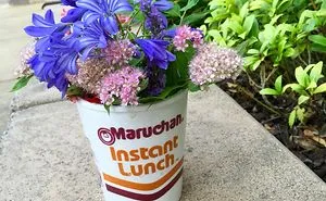 Flowers In A Noodle Cup