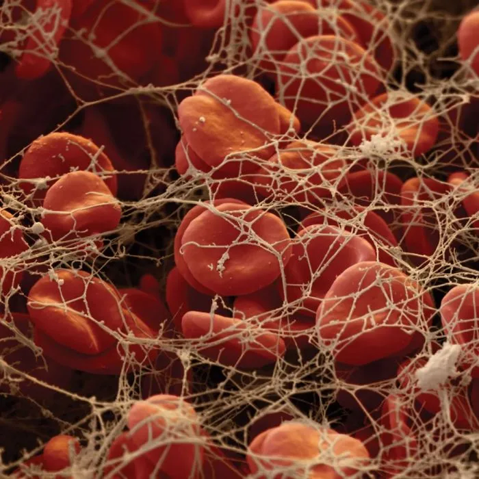 15+ Photos Under The Microscope.