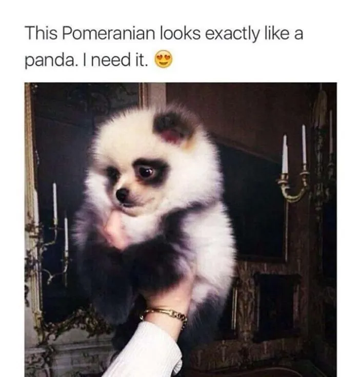 I Collected Some Cute Memes