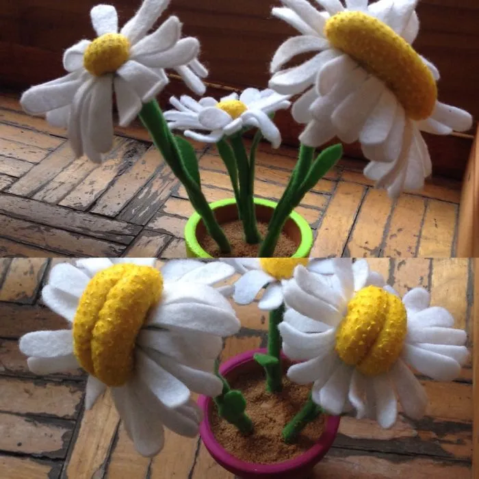 Fukushima Daisy