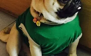 Teddy