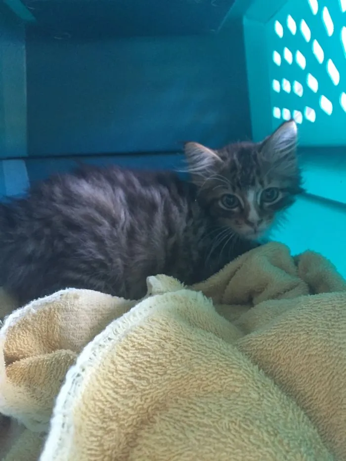 My New Kitten