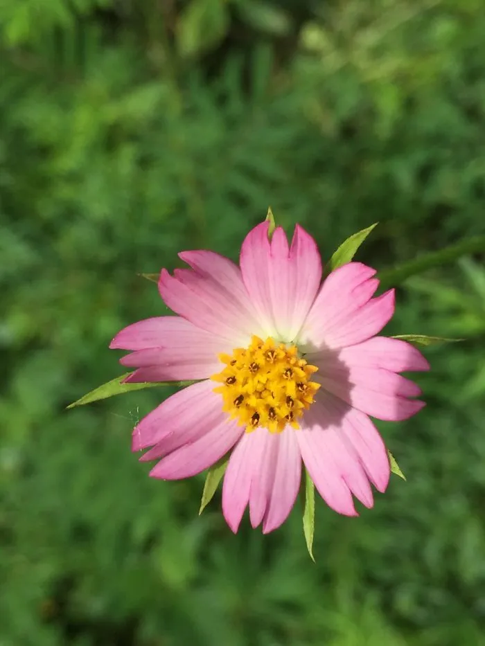 Morning Flower ????