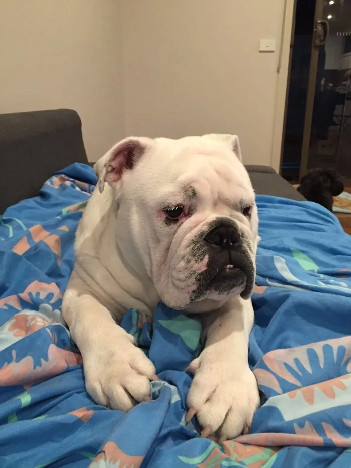 White Bull Dog