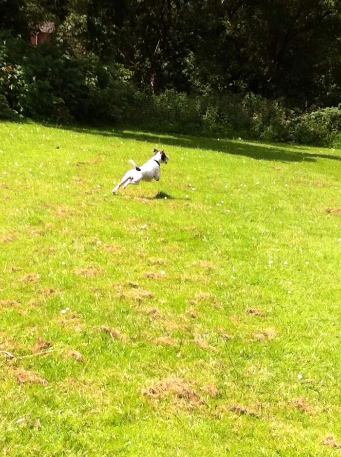 Super Dog