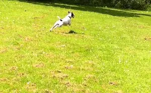 Super Dog