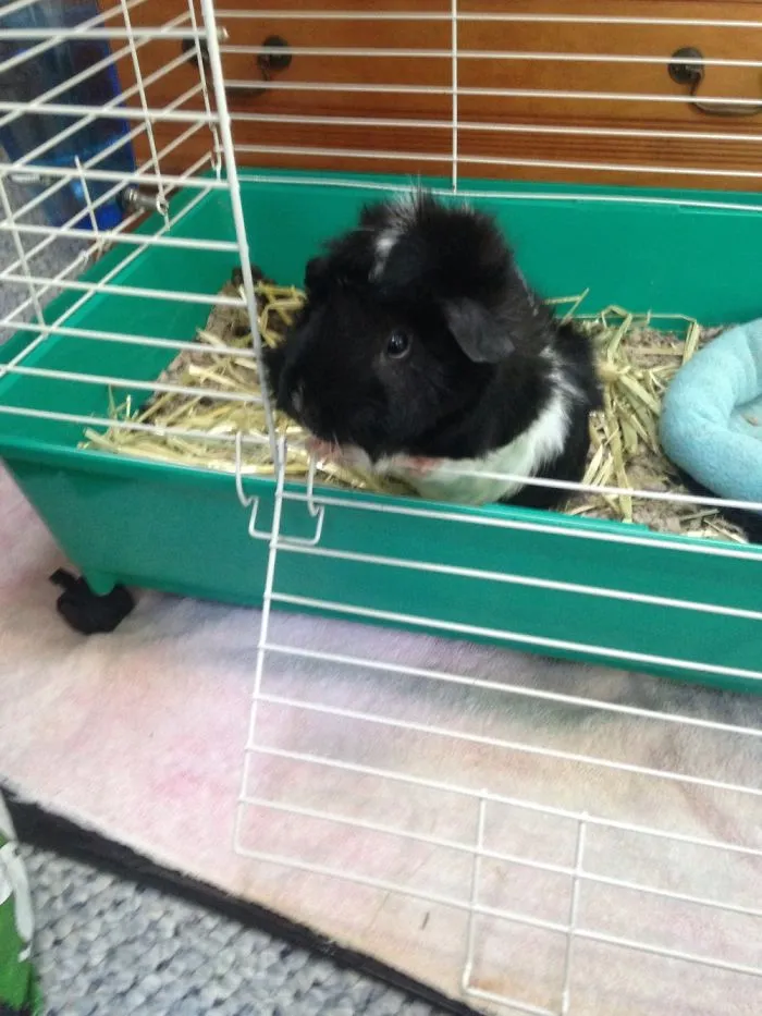 Guinea Pigs