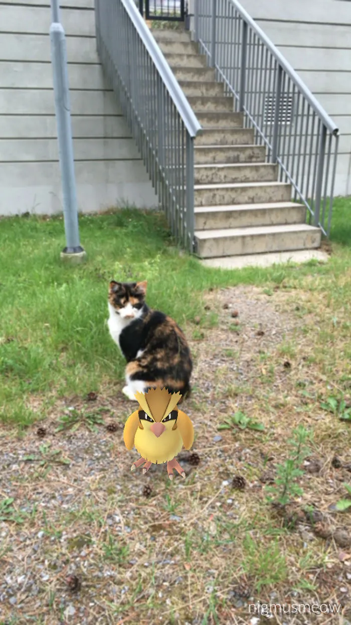 Gonna Have You For Dinner, Pidgey