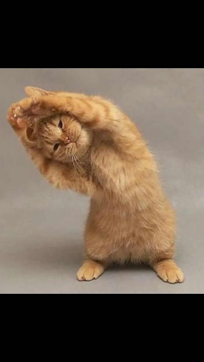 When Cats Stand On Their Hind Legs I Wonder What They Are Thinking...