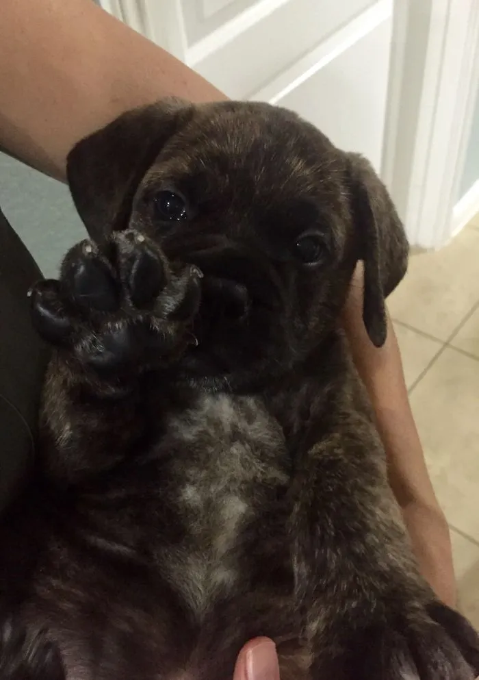 New Puppy