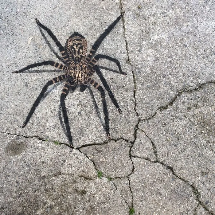 Arachnophobia