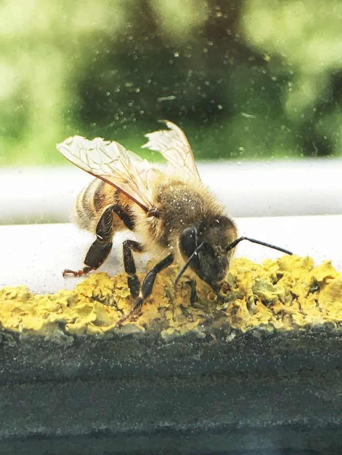 Queen Bee On A Window!