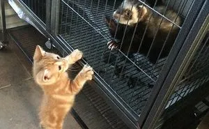 Kittens And Ferrets Daily Life
