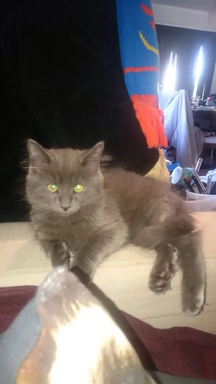 From Kitten To Cat