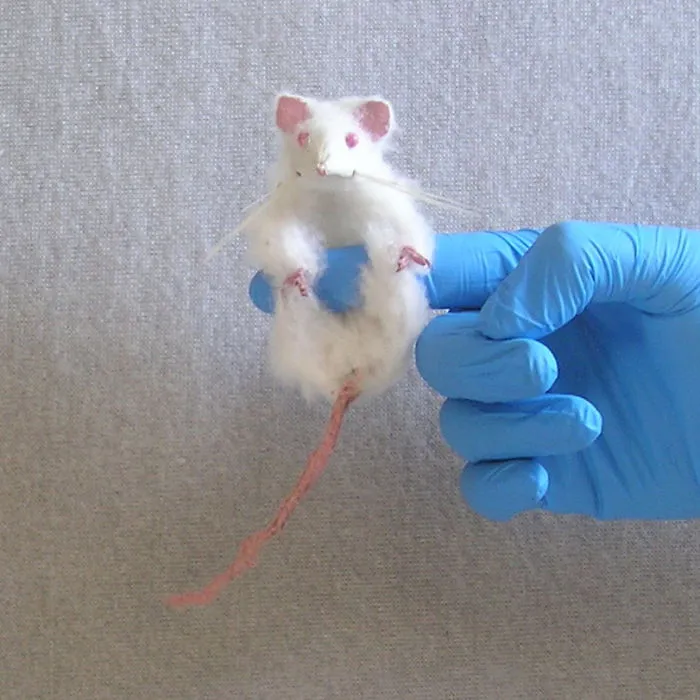 Lab Rats & Titmice