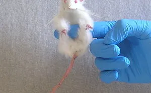 Lab Rats & Titmice
