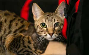 After Surviving A Coyote Attack, My Adopted Cat Kaia Is Now My Perfect Model