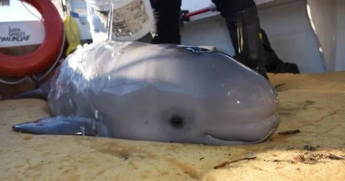 Kids Save Newborn Baby Whale That Washed Up On Shore
