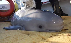 Kids Save Newborn Baby Whale That Washed Up On Shore