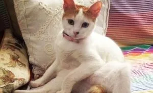 A Cat That I Found Near The Trash Can Is Now My Best Friend