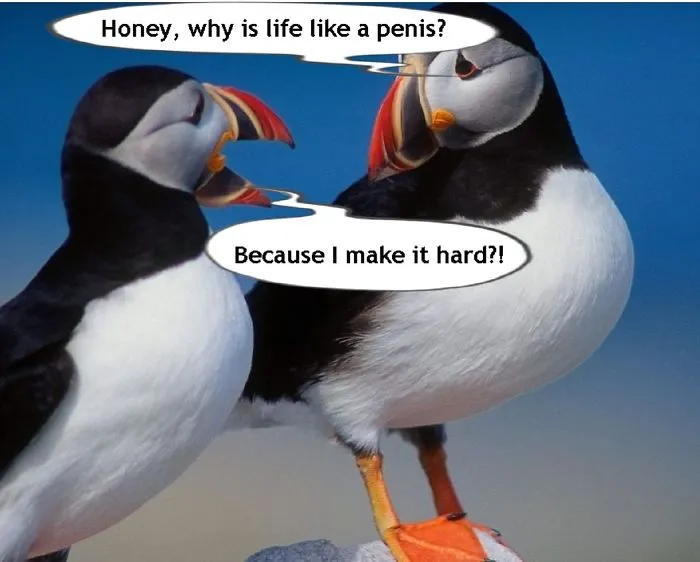Light My Fire: Make These Two Birds Talk To Each Other