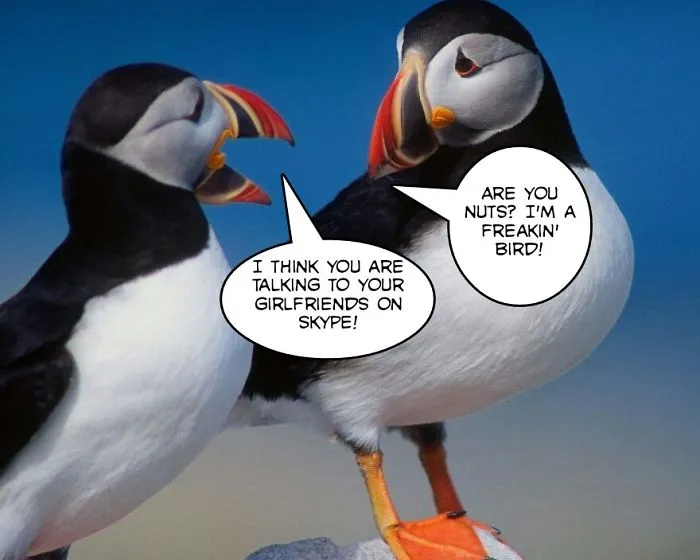 Light My Fire: Make These Two Birds Talk To Each Other
