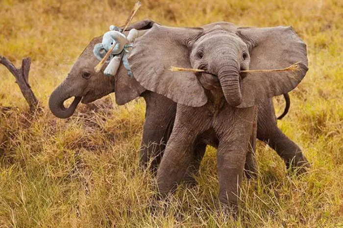 Acting Silly In Africa