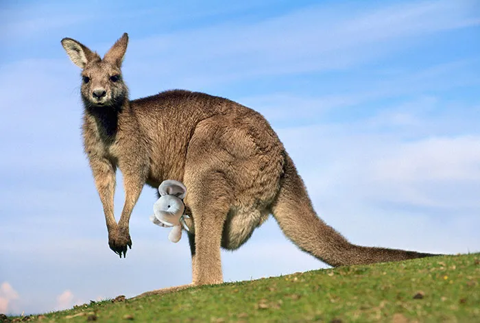 In Australia