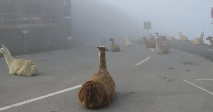These Llamas Tried To Ruin The Tour-De-France And They're Not The First Animals To Do It
