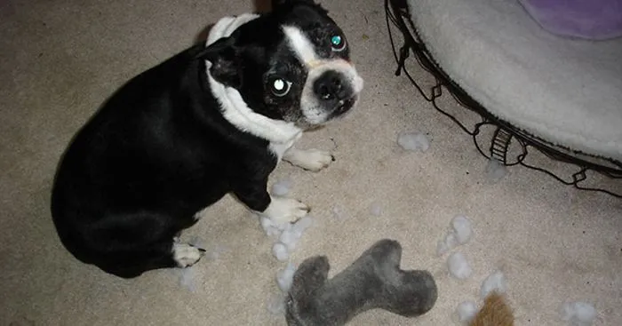 Photoshop This Photo Of My Boston Terrier Cricket And Show Us What Really Happened