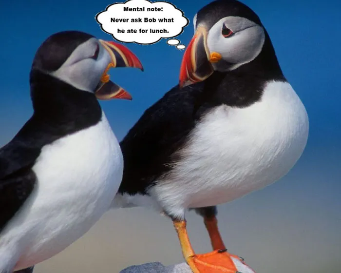 Light My Fire: Make These Two Birds Talk To Each Other