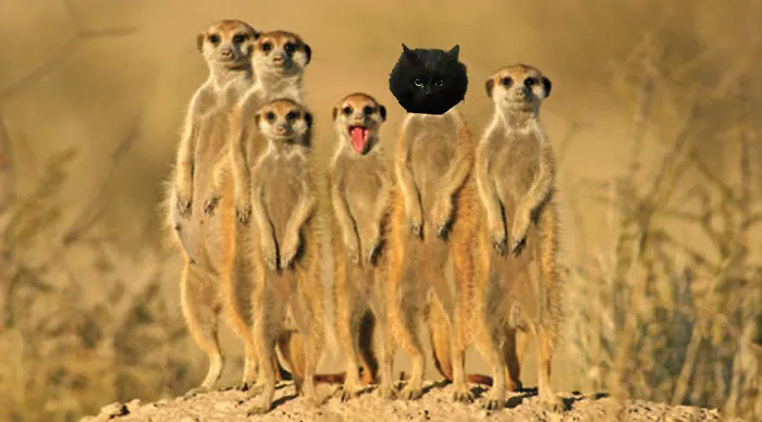 Meercat