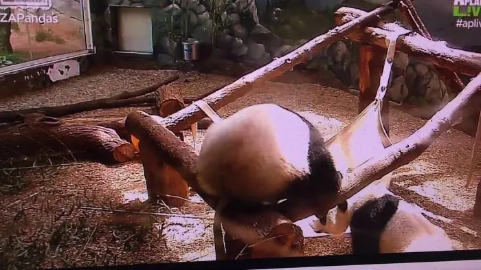 Zoo Atlanta Twins