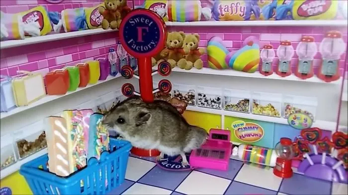 Tiny Hamster Visits A Tiny Candy Store