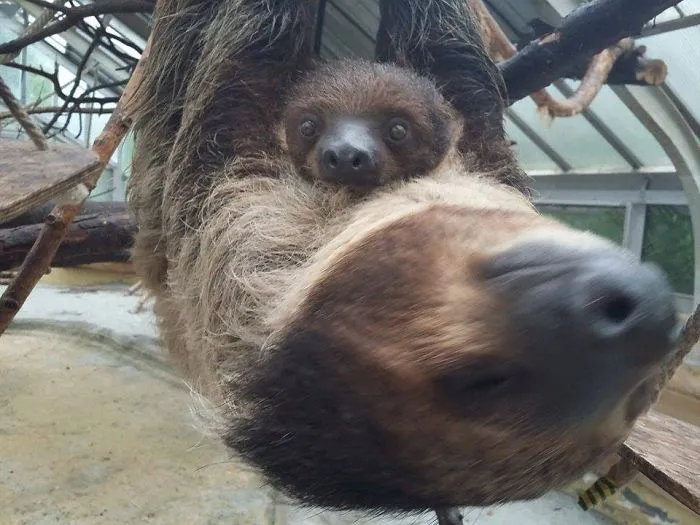 Meet Frankie, The Sloth
