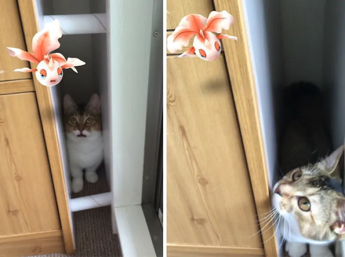 Looks Like My Cat Is Catching Pokemons
