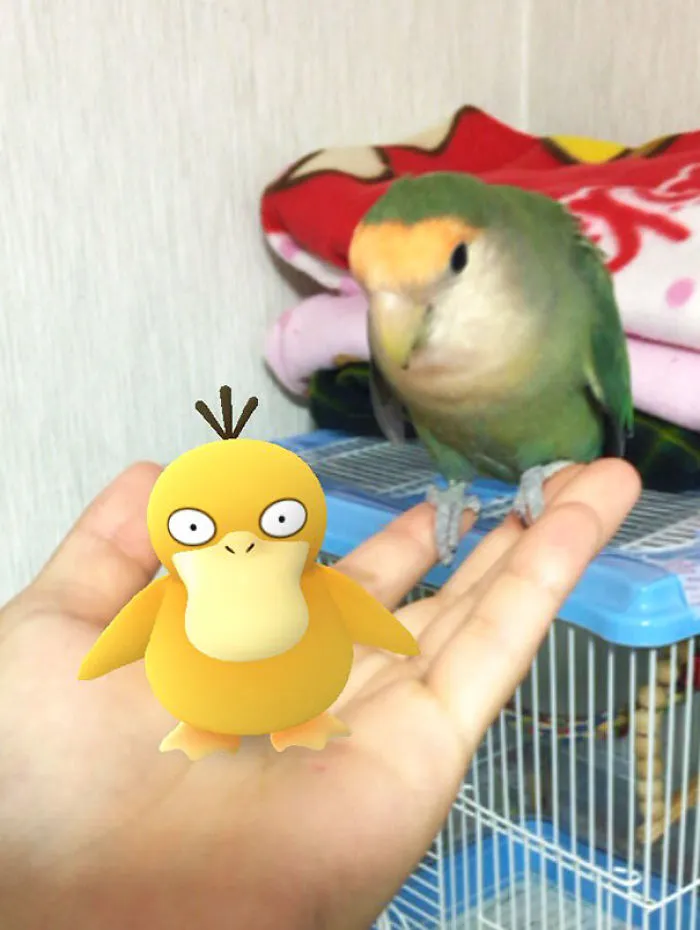 My Parrot Definitelly Sees It