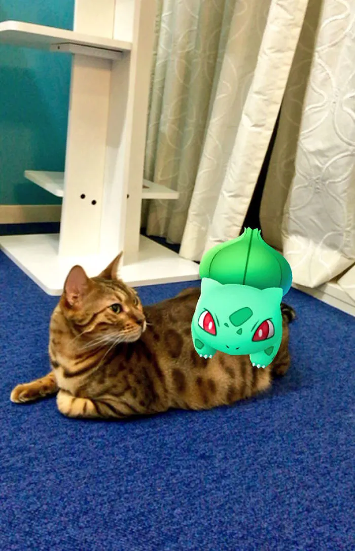 This Pokemon Has The Courage To Appear So Close