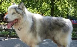 Direwolves Are Real (Sort Of)