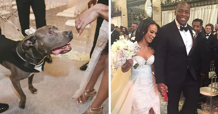 NFL Player Refused To Get Married Unless His Pit Bull Walked Down The Aisle With Him