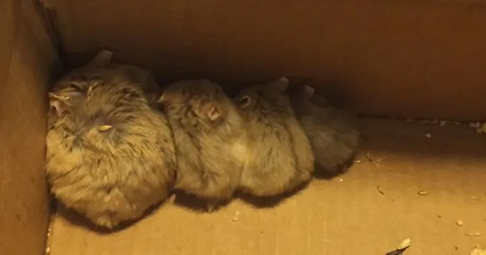 27 Abandoned Animals Rescued By Pokemon Go Players