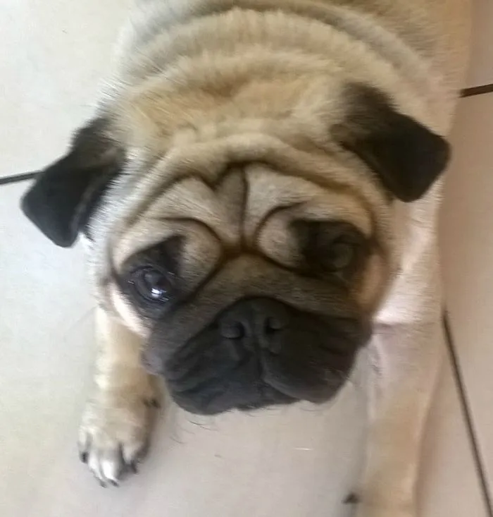 I Have The Cutest Pug You'll Ever See.