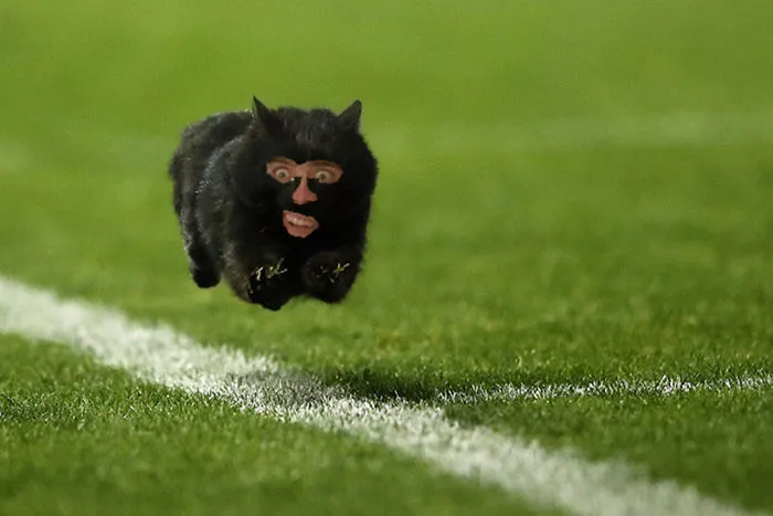 Nicholas Cage Cat